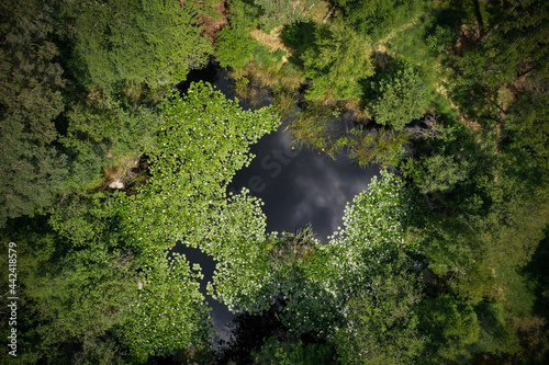 aerial view on a pond in the forest