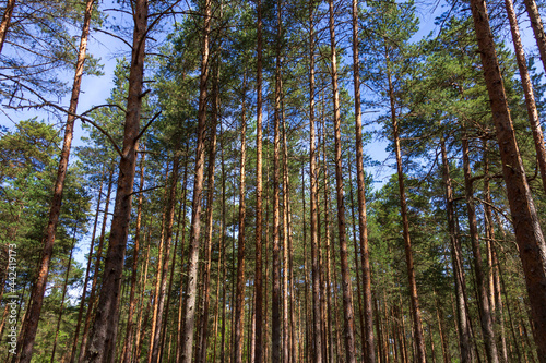 Fototapeta Naklejka Na Ścianę i Meble -  Pine trees in a forest in northern Russia on a sunny summer day. Coniferous forests of the middle latitude. Straight vertical tree trunks.