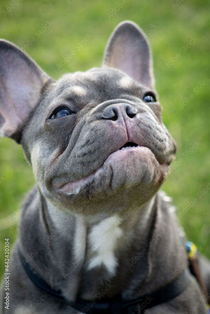 french bulldog portrait french bulldog portrait