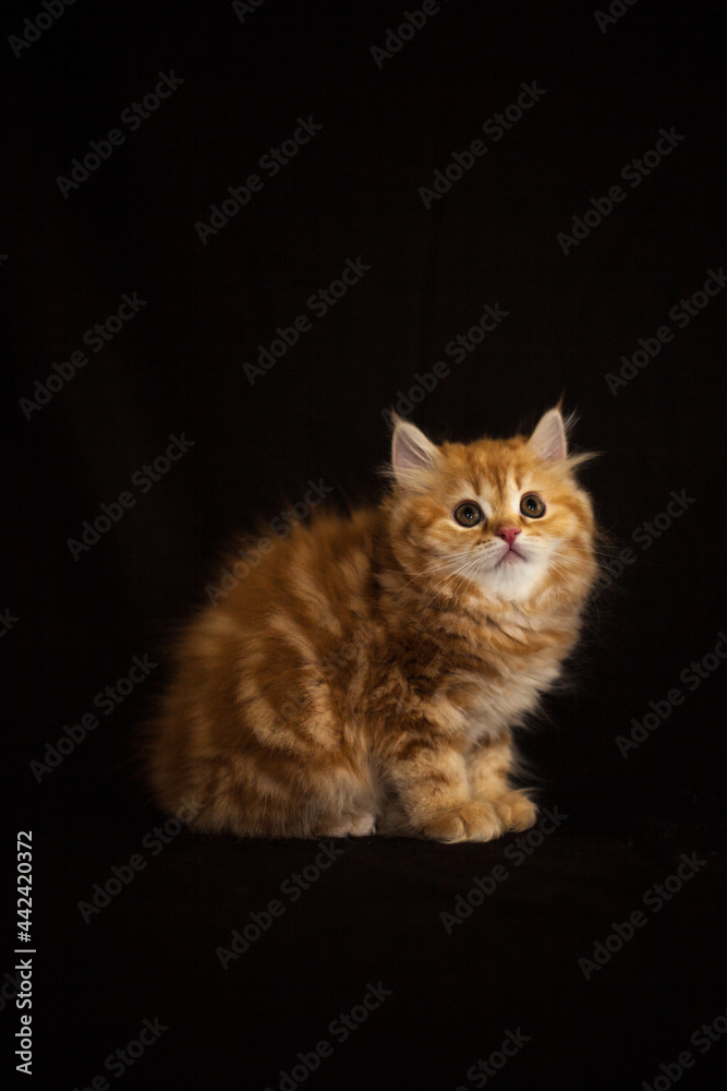 cat cat