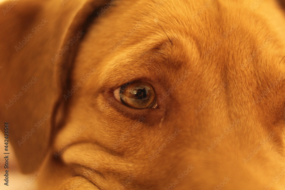 custom made wallpaper toronto digitalMirada triste de un cachorro