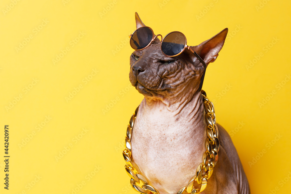 Cat of breed sphinx wearing in fashion glasses and a gold chain. Naked cat.  A kitten without wool. Yellow background. Photos | Adobe Stock