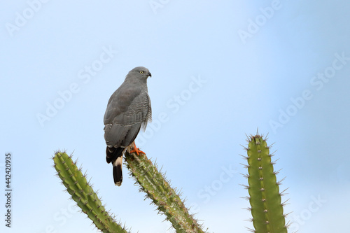 Crane Hawk (Geranospiza caerulescens) perched on a cactus above the blue sky in the Brazilian caatinga photo