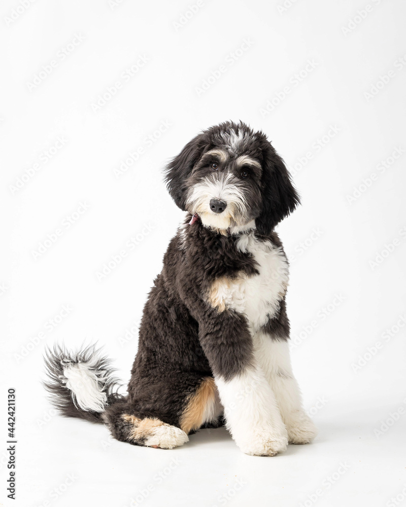 Bernedoodle Puppy Stock Photo Adobe Stock
