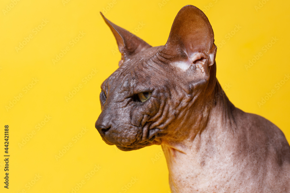 Cat of breed sphinx. Naked cat. A kitten without wool. Yellow background.