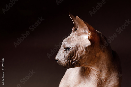 Cat of breed sphinx. Naked cat. A kitten without wool. Dark background. © KDdesignphoto