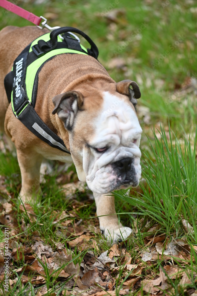 Fototapeta premium Beautiful dog english bulldog on a walk.