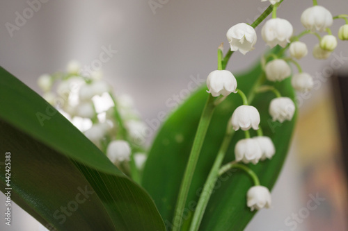 Campanulate flower
Glockenblumen