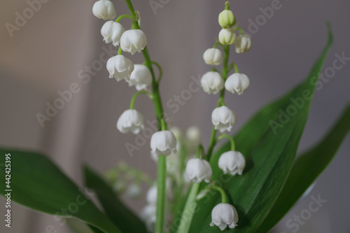 campanulate flower
Glockenblumen