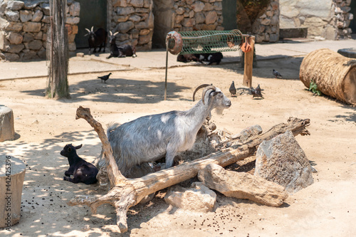 Portrait of a goat on a farm in the village or in zoo on blurry nature background. Goat and goatling in the field. Photo with copy space. Feast of Sacrifice.  photo