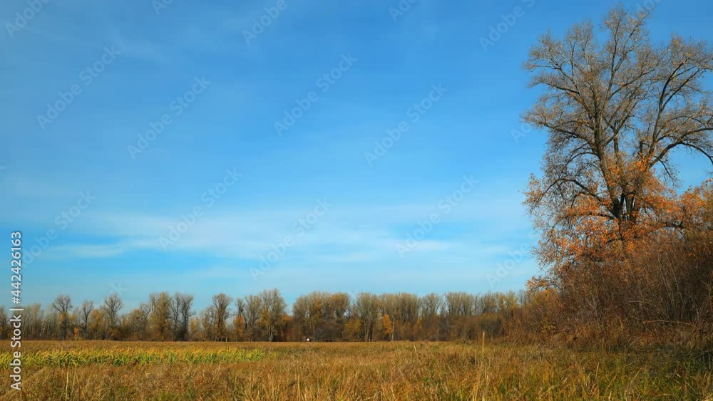 Autumn mowed field under a blue sky, shot in time laps. Yellow grass and bright orange trees under a clear sky on a warm sunny autumn day. People walk in the distance across the field. Rural landscape Autumn mowed field under a blue sky, shot in time laps. Yellow grass and bright orange trees under a clear sky on a warm sunny autumn day. People walk in the distance across the field. Rural landscape