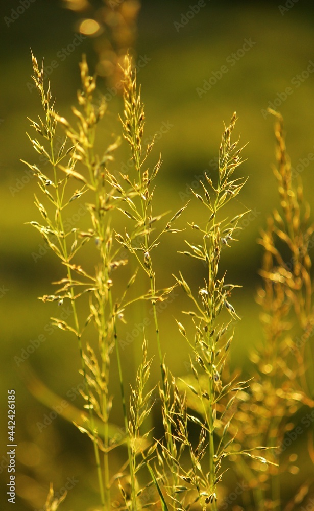 Field of grass in golden evening light Field of grass in golden evening light