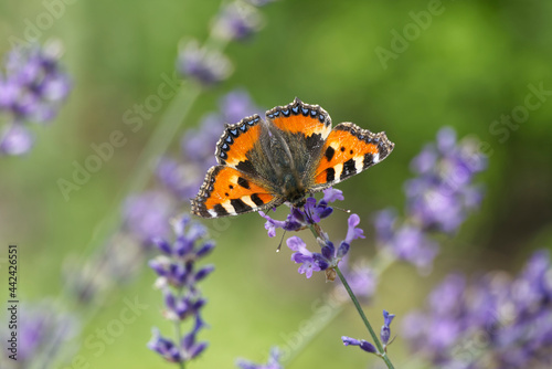 Small tortoiseshell butterfly (Aglais urticae) with fully open wings perched on lavender plant in Zurich, Switzerland