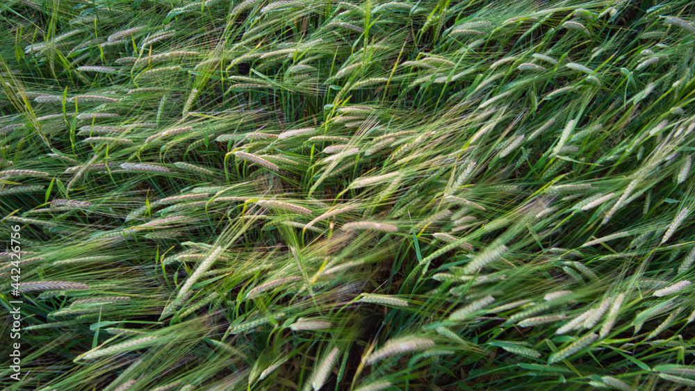 Feld Feld