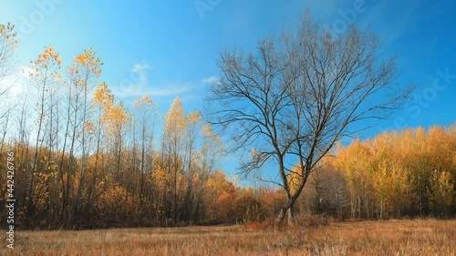 Wallpaper Mural The edge of a birch forest near a wide clearing filmed in time lapse. Autumn colors. Red forest in the rays of the evening sun under a clear blue sky. Torontodigital.ca