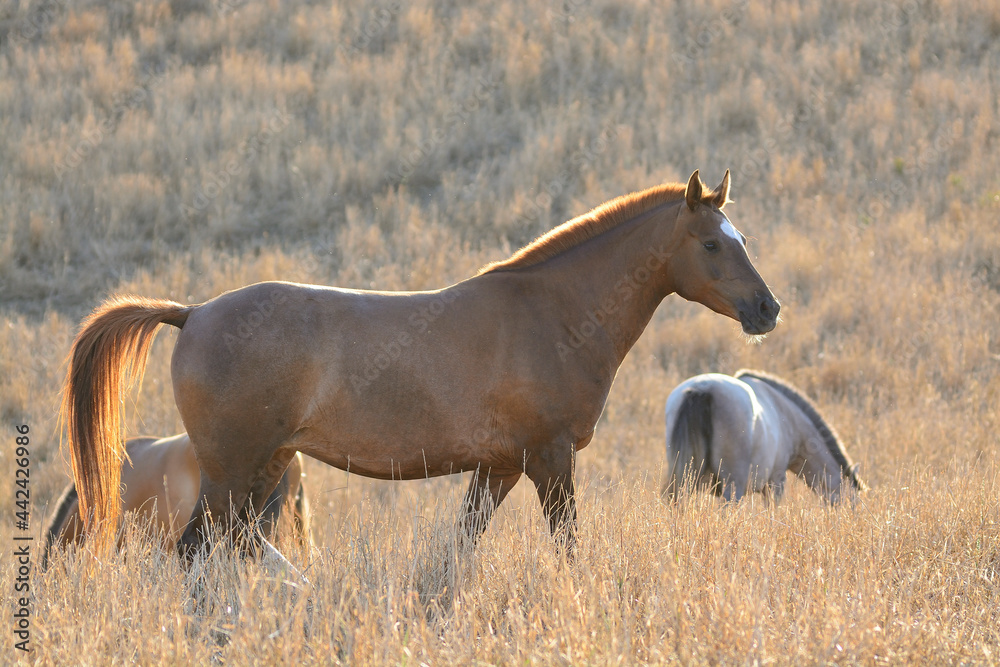 horses in the savannah