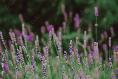 Fototapeta Naklejka Na Ścianę i Meble -  lavender flowers in a country garden