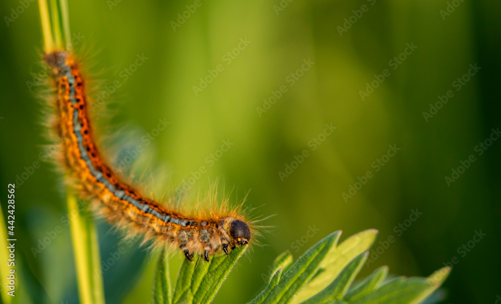The caterpillar of Malacosoma castrense, ground lackey feeding on green leaves