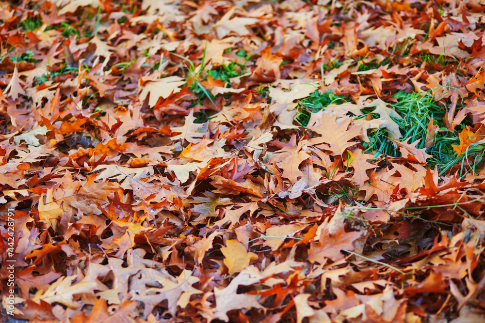 Fallen autumn leaves on the ground