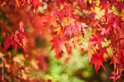 Bright colorful red and yellow autumn leaves on a sunny fall day