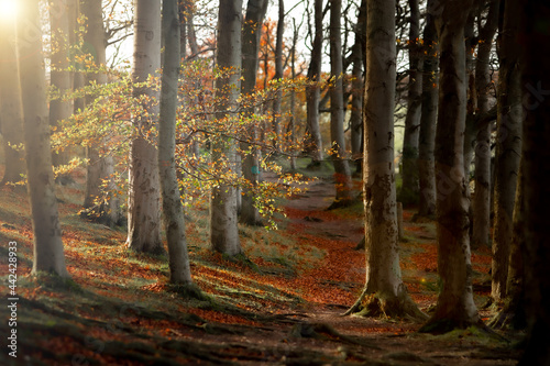 Trees caught by the sun on Sharpenhoe Clappers