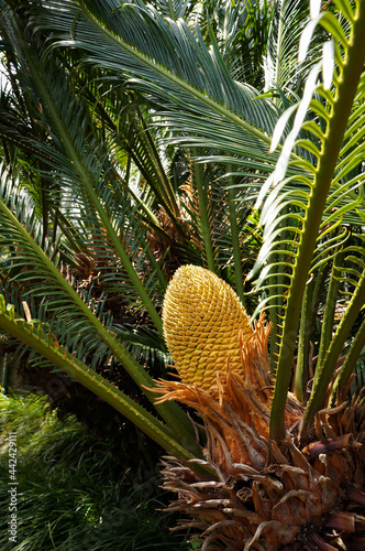 Cycad - palm-like tropical and subtropical plant with large cone. photo