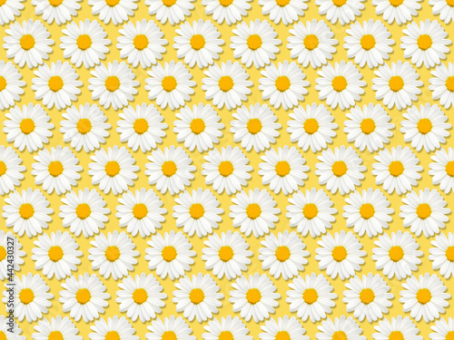 Daisy flowers seamless pattern Top view photo Many blooming chamomiles on light yellow backdrop