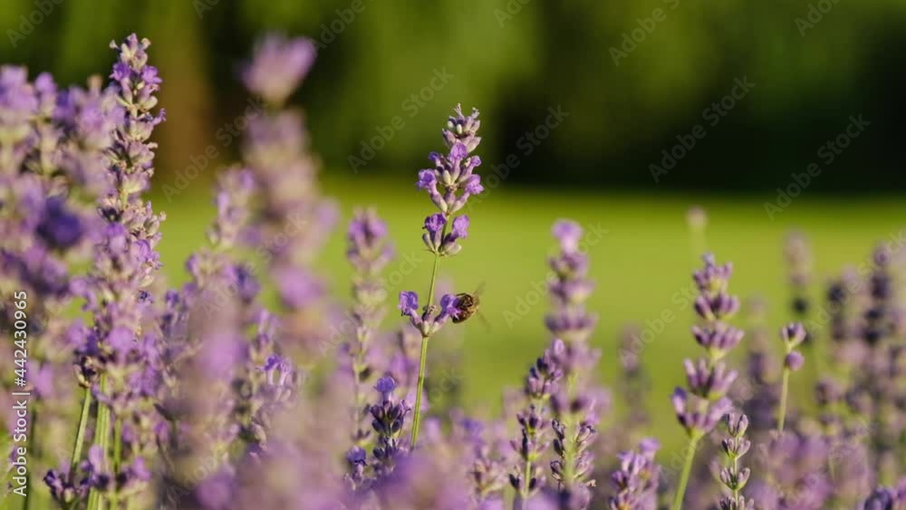 Honey bee on a fragrant lavender flower. A bee working on a growing close-up of a field of lavender flowers. Macro. Slow motion. Blooming purple fragrant lavender flowers on the field, close up Honey bee on a fragrant lavender flower. A bee working on a growing close-up of a field of lavender flowers. Macro. Slow motion. Blooming purple fragrant lavender flowers on the field, close up