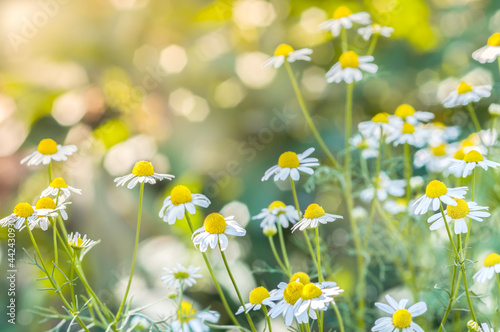 chamomile in the sun, floral background,