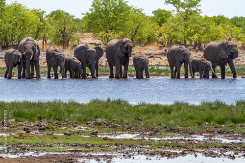 Elefantenherde, Etosha-Nationalpark