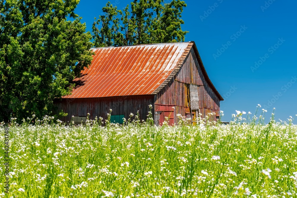 Red Tin Roof with White Mustard and Blue Sky Red Tin Roof with White Mustard and Blue Sky
