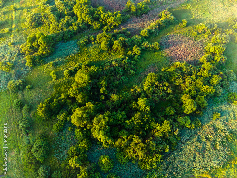 green moss background