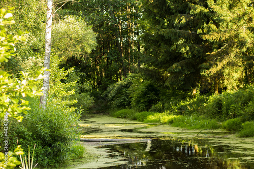Fototapeta Naklejka Na Ścianę i Meble -  pond with green duckweed among trees and grasses