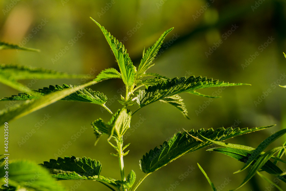 young green nettle among green grass
young green nettle among green grass