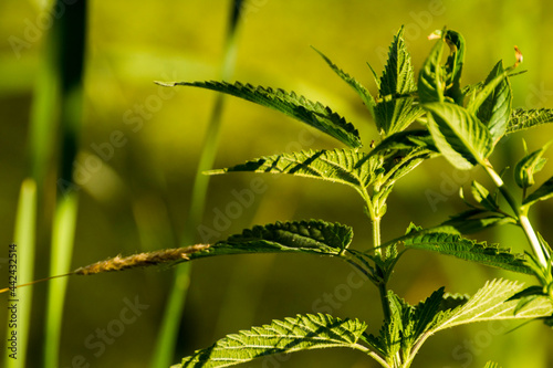 young green nettle among green grass
