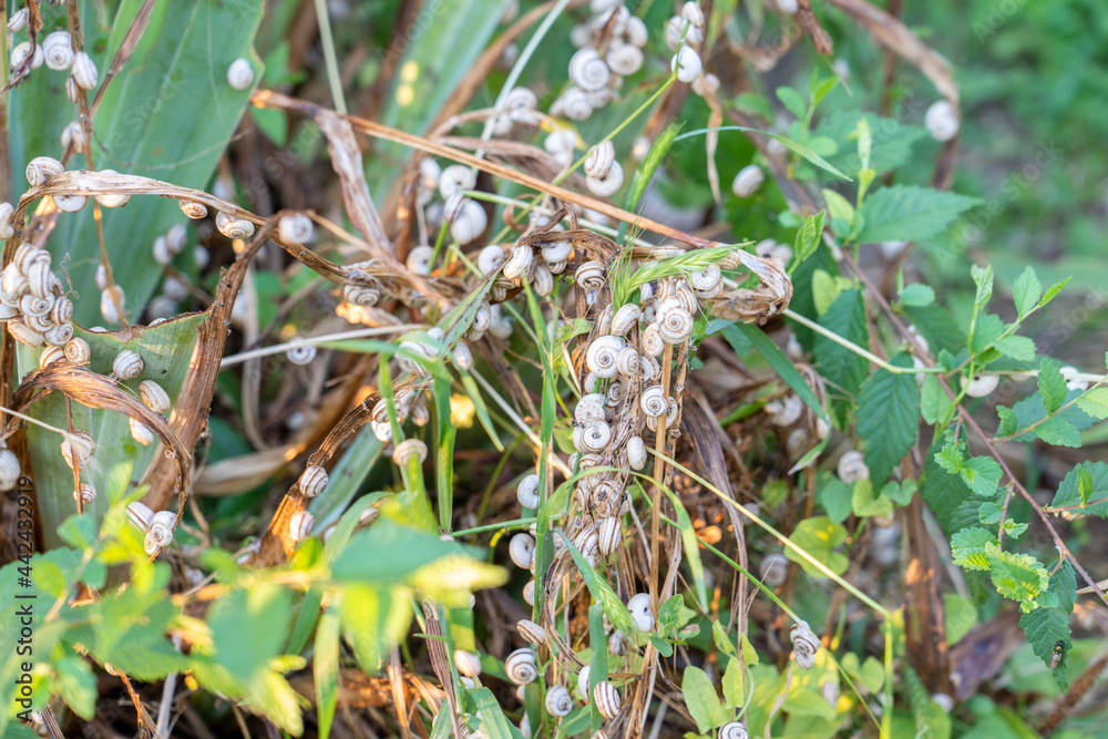 many snails eats small plant in the city park many snails eats small plant in the city park