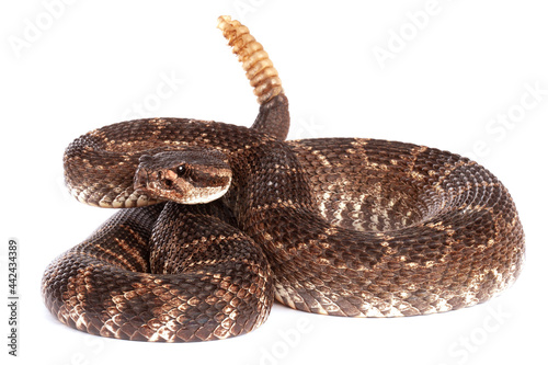 Southern Pacific Rattlesnake (Crotalus helleri). photo
