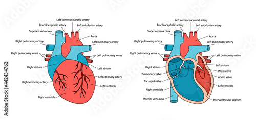 Anatomically correct heart with descriptions. Human heart anatomy with cross-section and non-cross view.