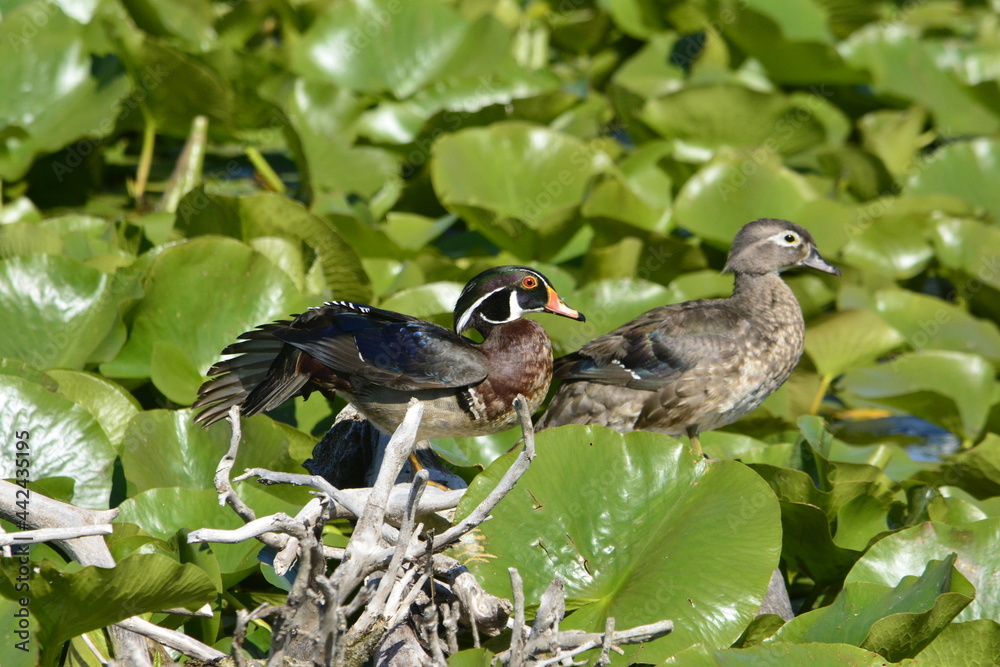 Fototapeta premium Wood ducks in a wetland in Ontario, Canada.