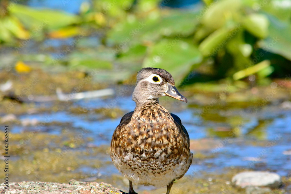Wood duck babies gathered together on a log in Ontario, Canada. Wood duck babies gathered together on a log in Ontario, Canada.