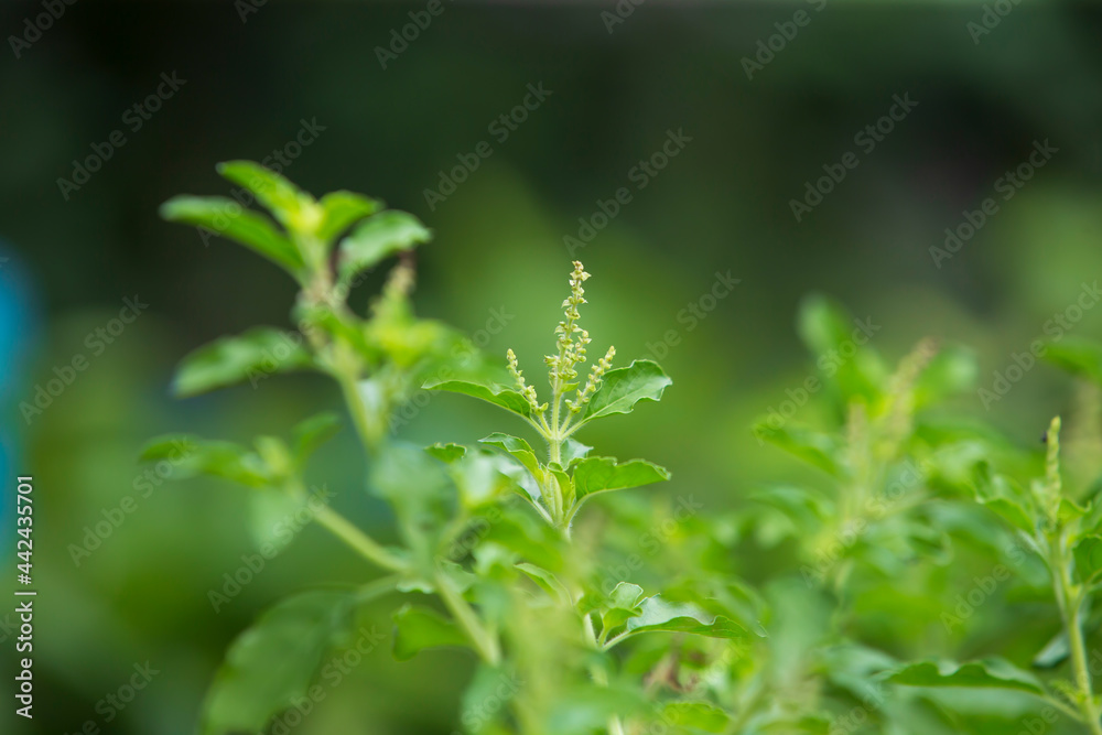 close up of a Holy basil plant in a garden
