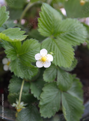 Strawberry plant with  white flowers, woodland strawberry, Fragaria vesca, medicinal and ornamental plant with edible fruits