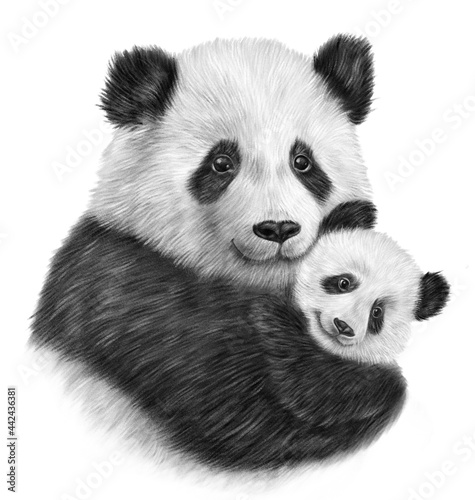 Mother and baby panda illustration. Cute hand drawn panda bear. Realistic animal illustration 