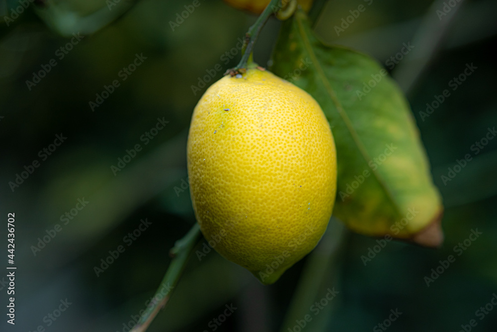 limón amarillo
