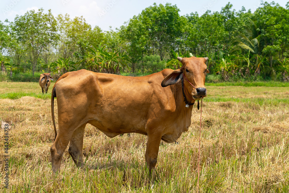 Asian thai cows stand at the rice field after harvesting. Asian thai cows stand at the rice field after harvesting.