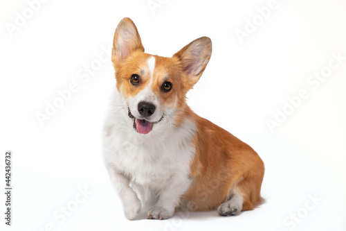 Lovely smiling welsh corgi pembroke or cardigan sits with its paw raised  front view  isolated on white background. Obedient dog playfully shows its tongue when performing new command.