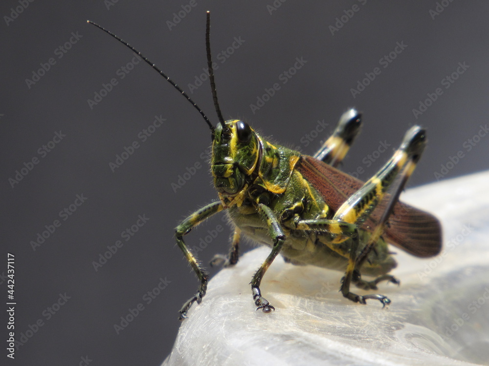 Fototapeta premium Grasshopper Soldier 