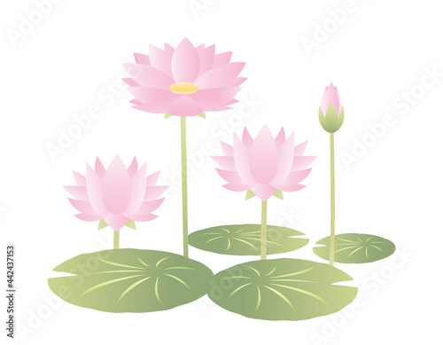 睡蓮の花のベクターイラスト