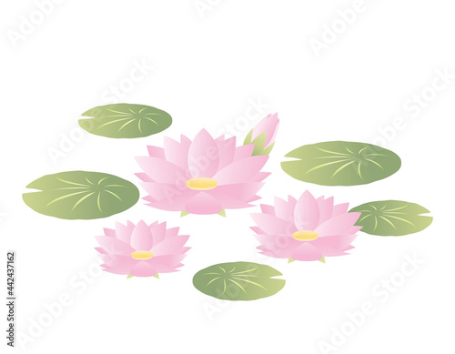 睡蓮の花のベクターイラスト