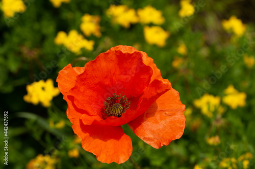 poppy blooming among yellow flowers in green field.